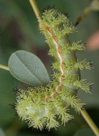Io Moth